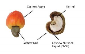 cashew shell